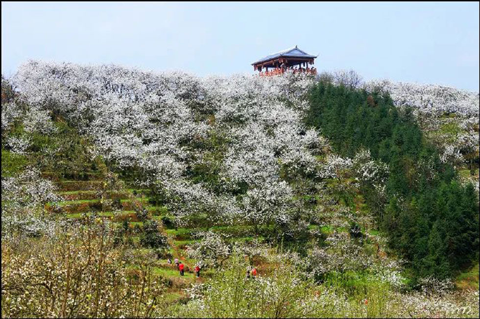 【春天，广西桂林灌阳县向您发出邀请！】我们在灌阳看梨花 - 游山玩水 - 孝感生活社区 - 孝感28生活网 xiaogan.28life.net