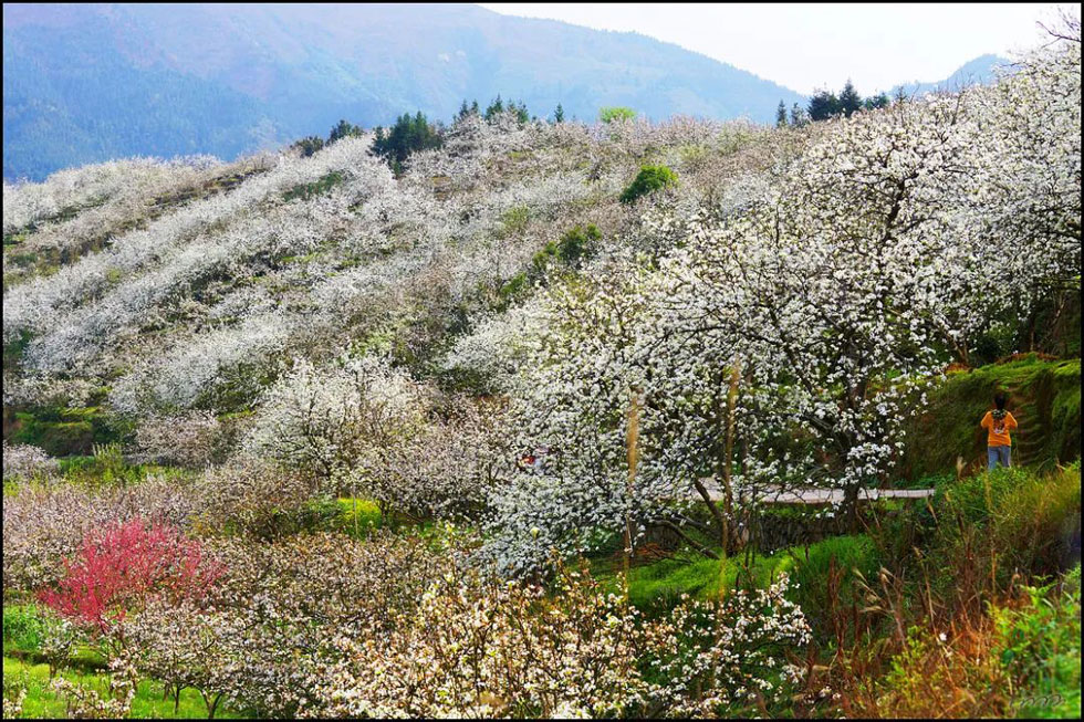 【春天，广西桂林灌阳县向您发出邀请！】我们在灌阳看梨花 - 游山玩水 - 孝感生活社区 - 孝感28生活网 xiaogan.28life.net