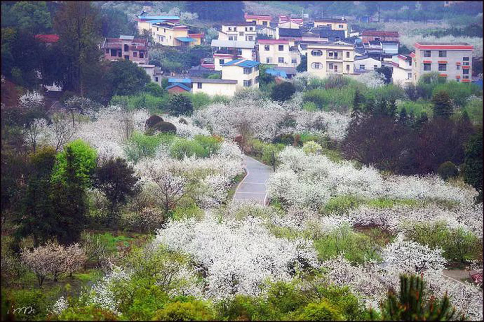 【春天，广西桂林灌阳县向您发出邀请！】我们在灌阳看梨花 - 游山玩水 - 孝感生活社区 - 孝感28生活网 xiaogan.28life.net