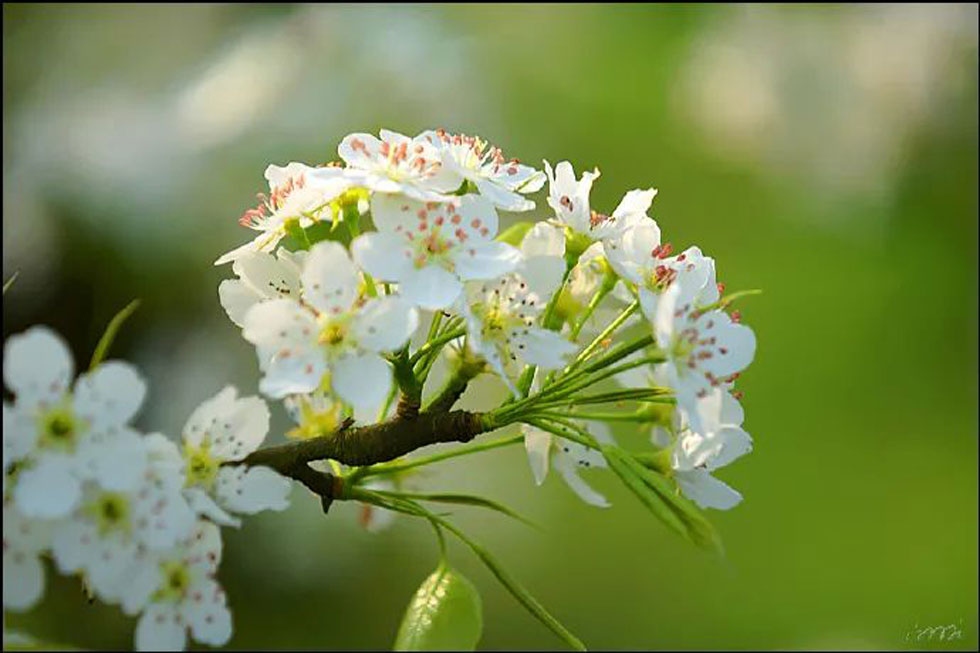 【春天，广西桂林灌阳县向您发出邀请！】我们在灌阳看梨花 - 游山玩水 - 孝感生活社区 - 孝感28生活网 xiaogan.28life.net