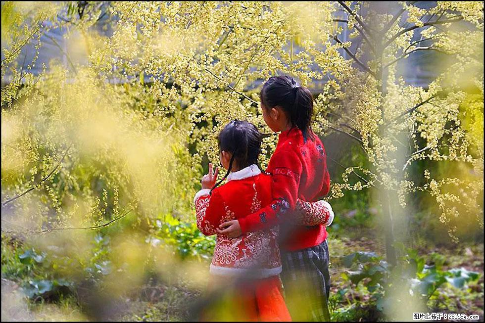 【春天，广西桂林灌阳县向您发出邀请！】米珠山前有片山苍子花在飘香 - 游山玩水 - 孝感生活社区 - 孝感28生活网 xiaogan.28life.net