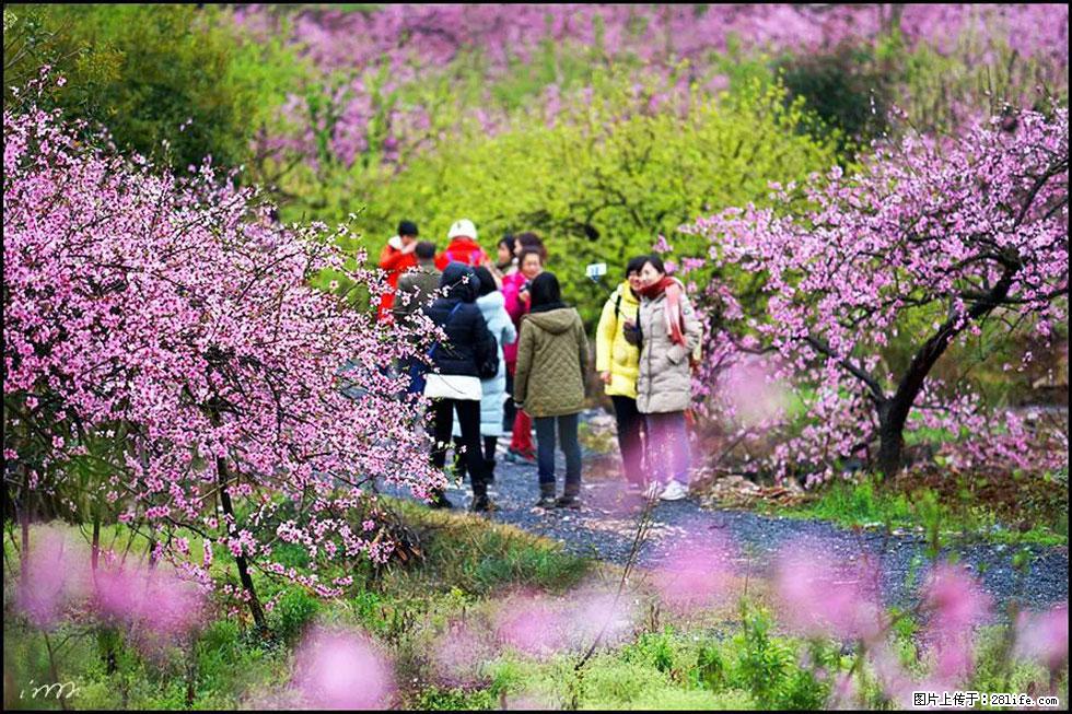【春天，广西桂林灌阳县向您发出邀请！】官庄村有个醉美的桃花园 - 游山玩水 - 孝感生活社区 - 孝感28生活网 xiaogan.28life.net