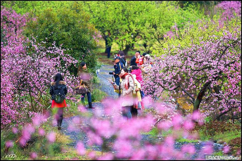 【春天，广西桂林灌阳县向您发出邀请！】官庄村有个醉美的桃花园 - 游山玩水 - 孝感生活社区 - 孝感28生活网 xiaogan.28life.net