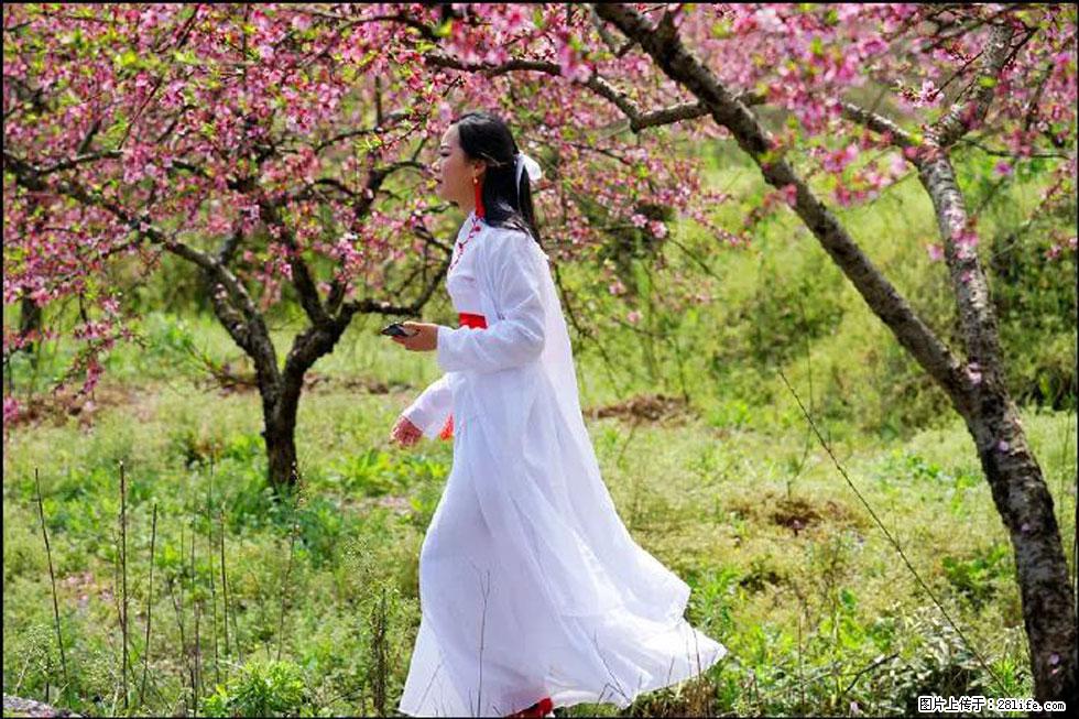 【春天，广西桂林灌阳县向您发出邀请！】官庄村有个醉美的桃花园 - 游山玩水 - 孝感生活社区 - 孝感28生活网 xiaogan.28life.net