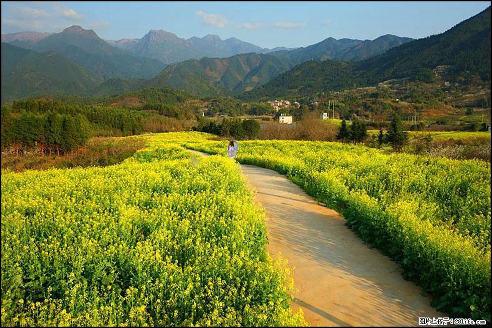 【春天，广西桂林灌阳县向您发出邀请！】长坪村油菜盛情花开 - 游山玩水 - 孝感生活社区 - 孝感28生活网 xiaogan.28life.net