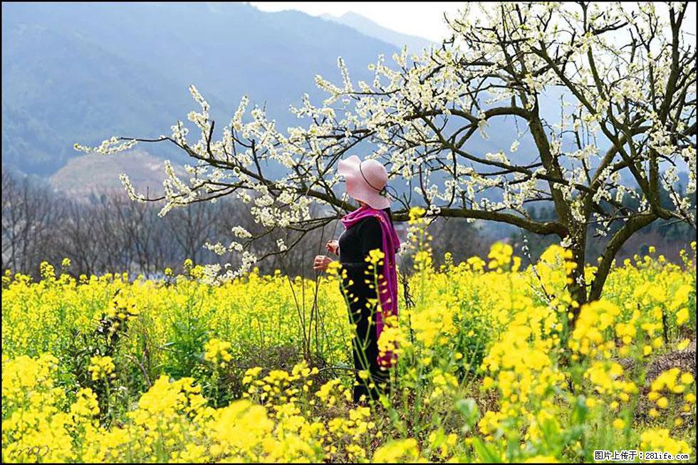 【春天，广西桂林灌阳县向您发出邀请！】长坪村油菜盛情花开 - 游山玩水 - 孝感生活社区 - 孝感28生活网 xiaogan.28life.net
