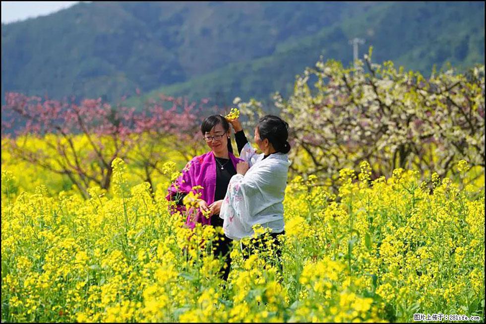 【春天，广西桂林灌阳县向您发出邀请！】长坪村油菜盛情花开 - 游山玩水 - 孝感生活社区 - 孝感28生活网 xiaogan.28life.net