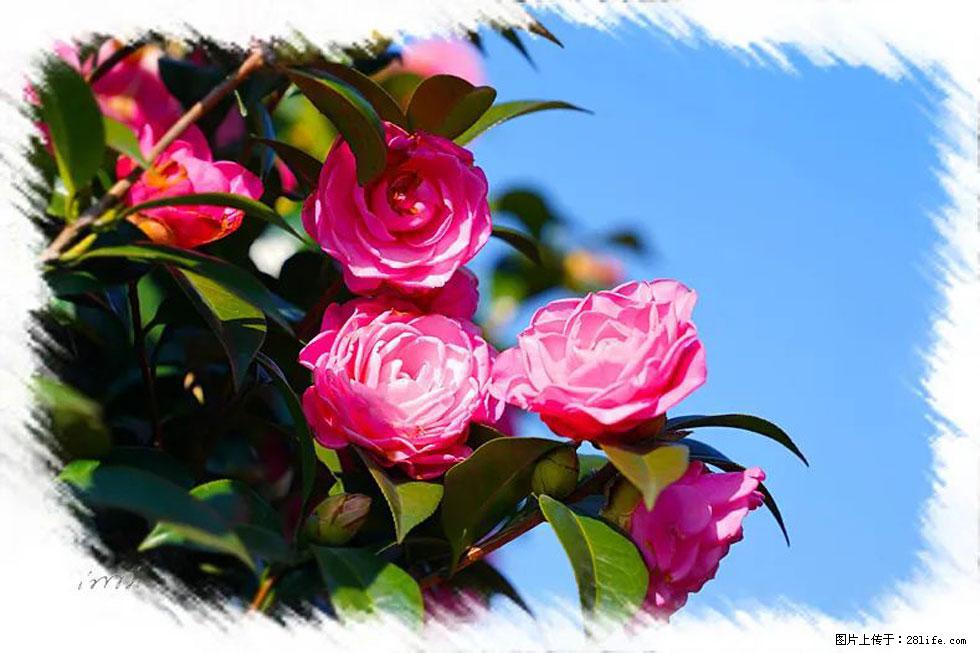【春天，广西桂林灌阳县向您发出邀请！】杨柳井茶花惹人爱 - 游山玩水 - 孝感生活社区 - 孝感28生活网 xiaogan.28life.net