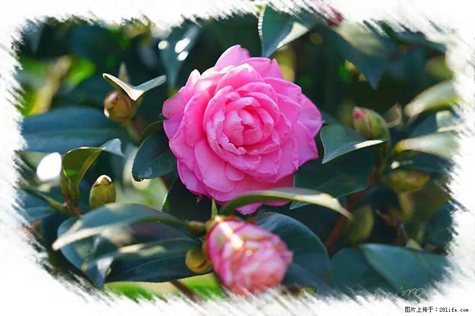 【春天，广西桂林灌阳县向您发出邀请！】杨柳井茶花惹人爱 - 游山玩水 - 孝感生活社区 - 孝感28生活网 xiaogan.28life.net