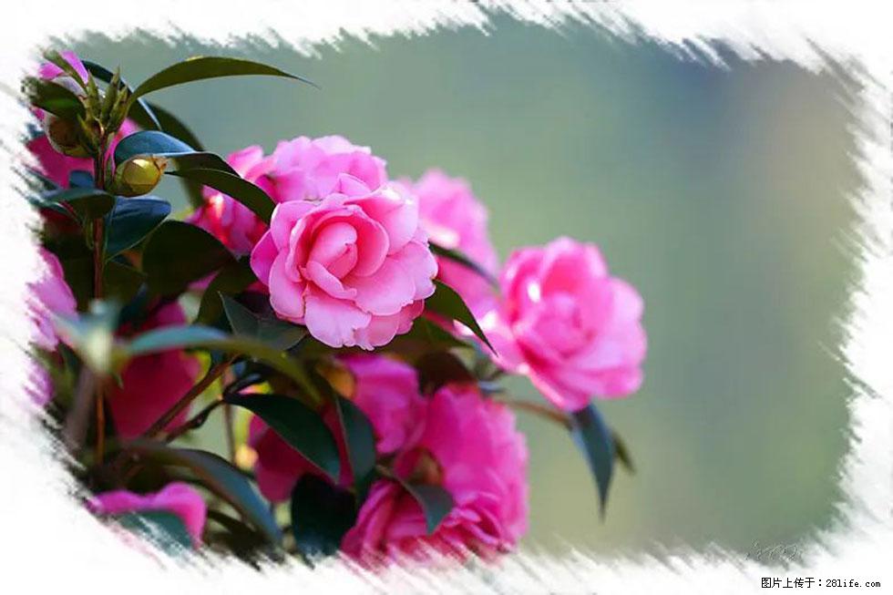 【春天，广西桂林灌阳县向您发出邀请！】杨柳井茶花惹人爱 - 游山玩水 - 孝感生活社区 - 孝感28生活网 xiaogan.28life.net