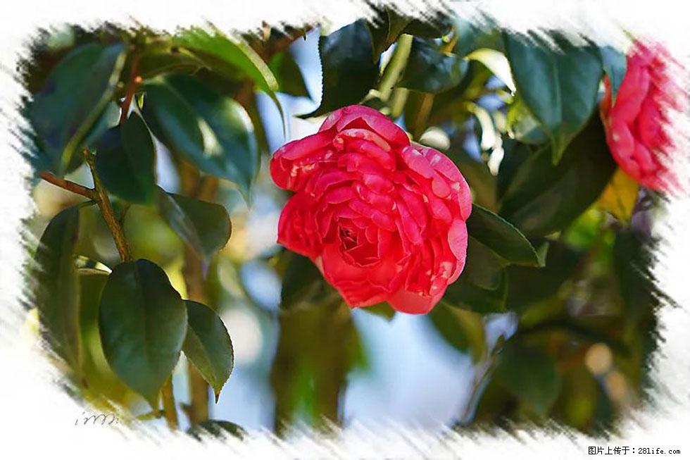 【春天，广西桂林灌阳县向您发出邀请！】杨柳井茶花惹人爱 - 游山玩水 - 孝感生活社区 - 孝感28生活网 xiaogan.28life.net