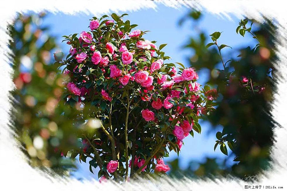 【春天，广西桂林灌阳县向您发出邀请！】杨柳井茶花惹人爱 - 游山玩水 - 孝感生活社区 - 孝感28生活网 xiaogan.28life.net