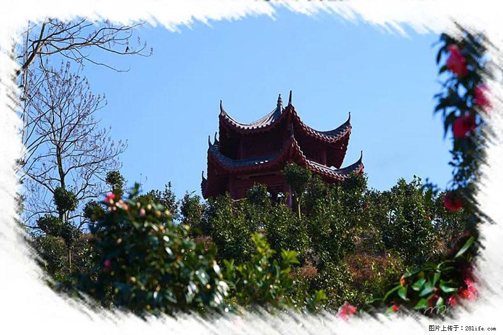 【春天，广西桂林灌阳县向您发出邀请！】杨柳井茶花惹人爱 - 游山玩水 - 孝感生活社区 - 孝感28生活网 xiaogan.28life.net