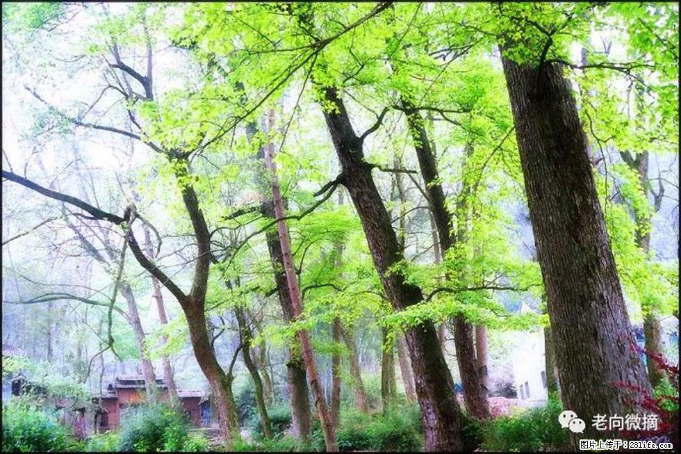 【春天，广西桂林灌阳县向您发出邀请！】在小龙村与春天约会 - 游山玩水 - 孝感生活社区 - 孝感28生活网 xiaogan.28life.net