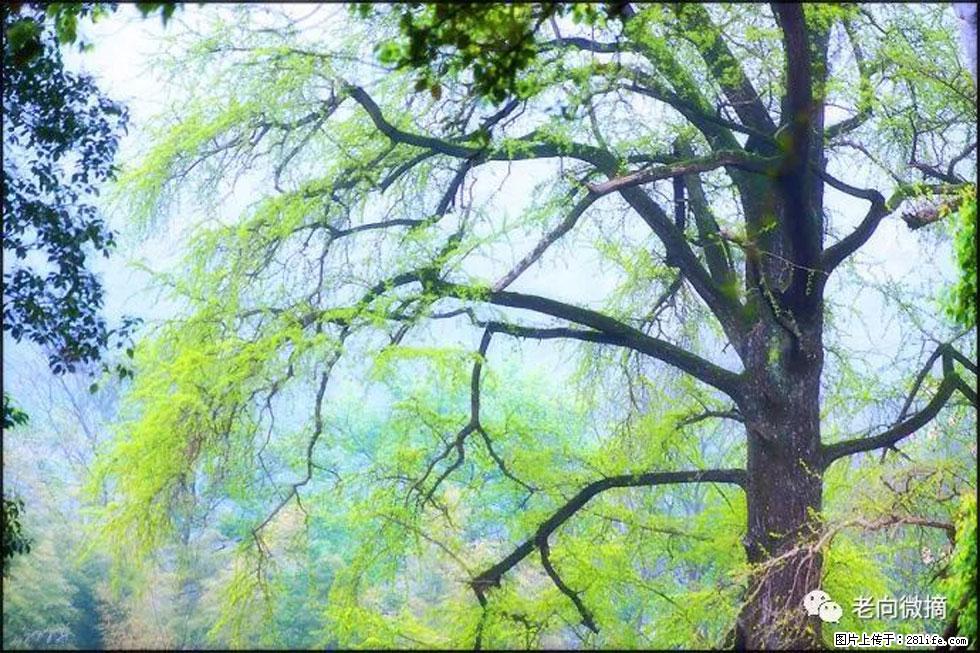 【春天，广西桂林灌阳县向您发出邀请！】在小龙村与春天约会 - 游山玩水 - 孝感生活社区 - 孝感28生活网 xiaogan.28life.net