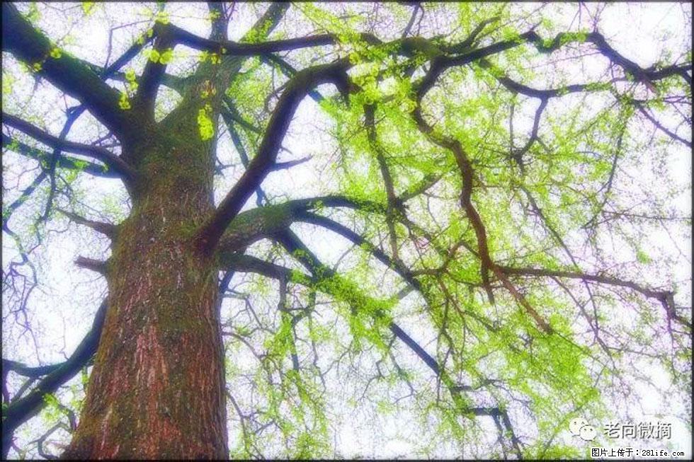 【春天，广西桂林灌阳县向您发出邀请！】在小龙村与春天约会 - 游山玩水 - 孝感生活社区 - 孝感28生活网 xiaogan.28life.net