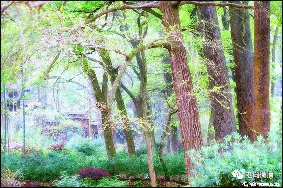 【春天，广西桂林灌阳县向您发出邀请！】在小龙村与春天约会 - 游山玩水 - 孝感生活社区 - 孝感28生活网 xiaogan.28life.net