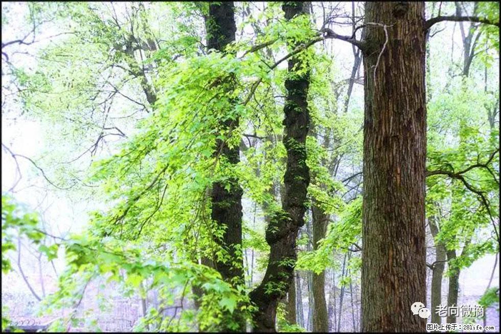 【春天，广西桂林灌阳县向您发出邀请！】在小龙村与春天约会 - 游山玩水 - 孝感生活社区 - 孝感28生活网 xiaogan.28life.net