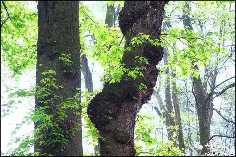 【春天，广西桂林灌阳县向您发出邀请！】在小龙村与春天约会 - 游山玩水 - 孝感生活社区 - 孝感28生活网 xiaogan.28life.net