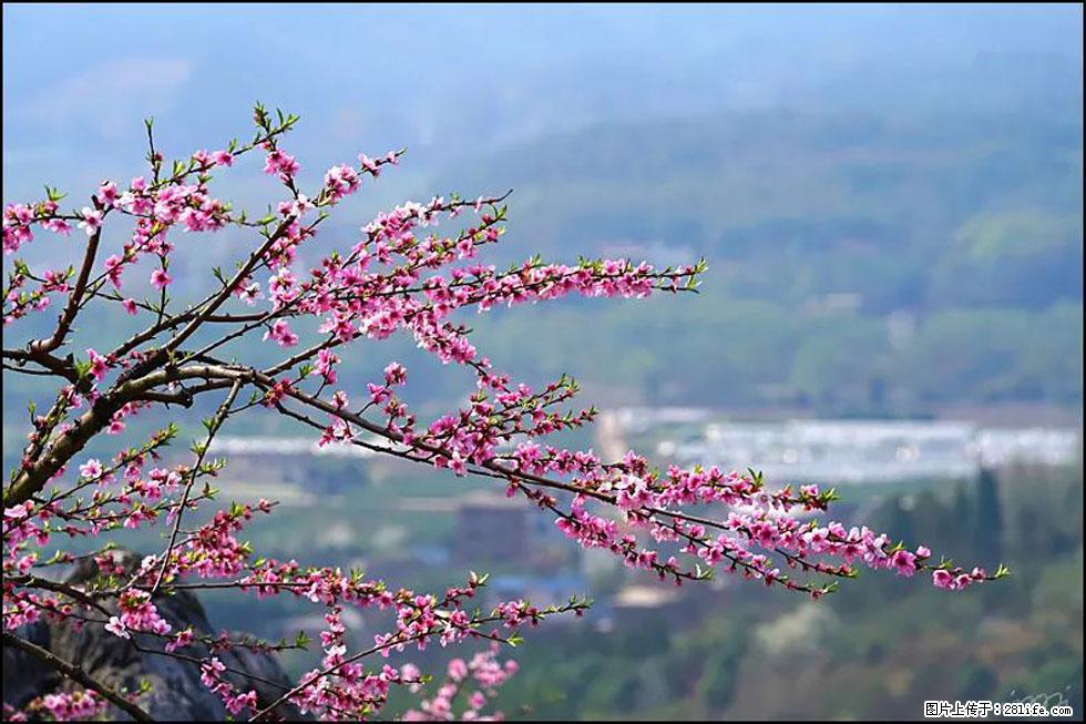 【春天，广西桂林灌阳县向您发出邀请！】望月岭上桃花开 - 游山玩水 - 孝感生活社区 - 孝感28生活网 xiaogan.28life.net