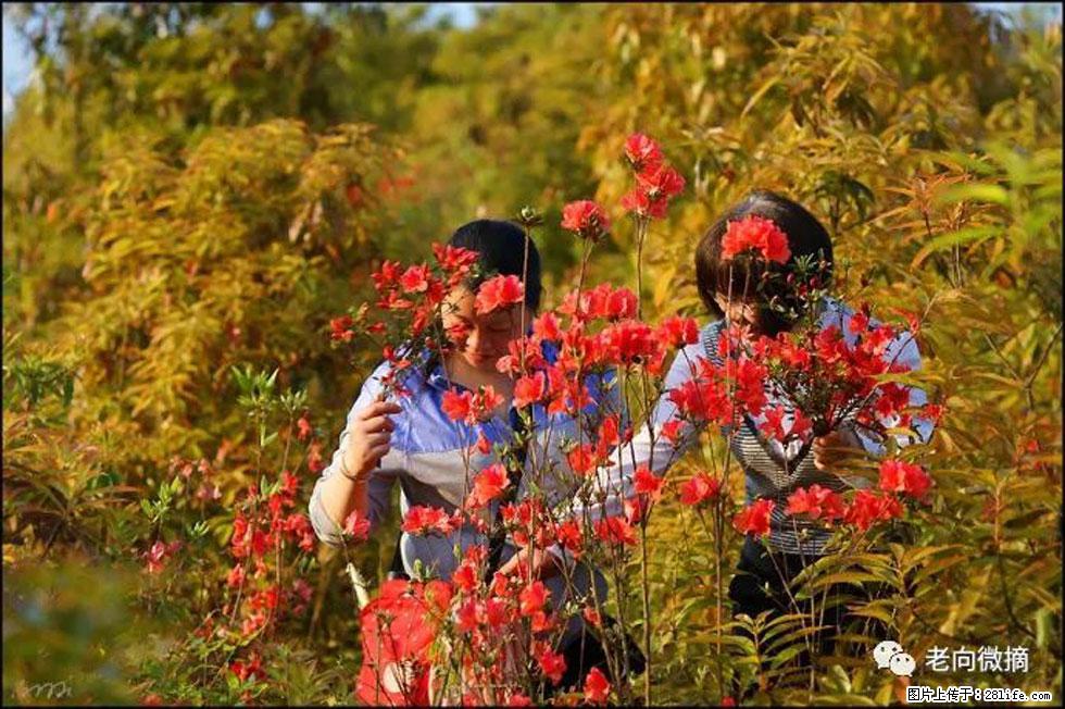 【春天，广西桂林灌阳县向您发出邀请！】登麒麟山，相约映山红 - 游山玩水 - 孝感生活社区 - 孝感28生活网 xiaogan.28life.net