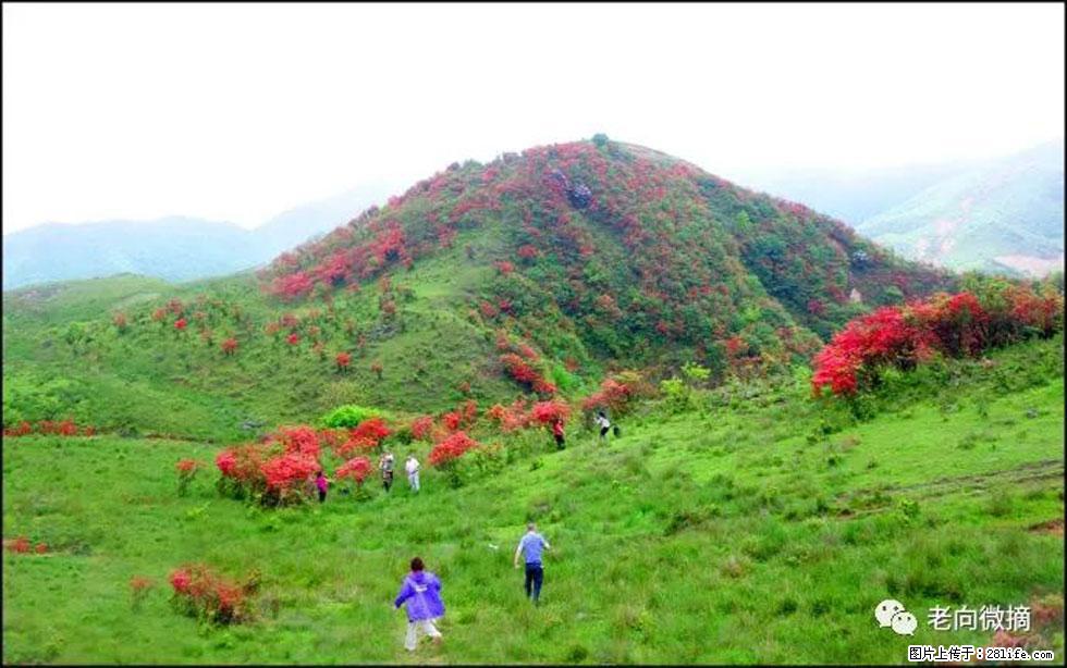 【春天，广西桂林灌阳县向您发出邀请！】宝盖山上映山红 - 游山玩水 - 孝感生活社区 - 孝感28生活网 xiaogan.28life.net