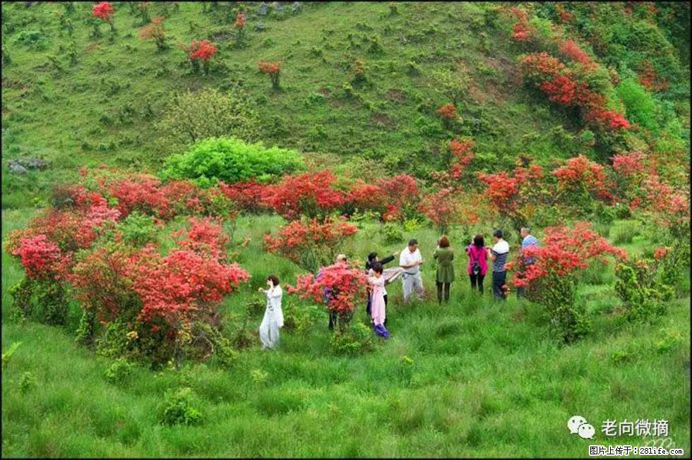 【春天，广西桂林灌阳县向您发出邀请！】宝盖山上映山红 - 游山玩水 - 孝感生活社区 - 孝感28生活网 xiaogan.28life.net