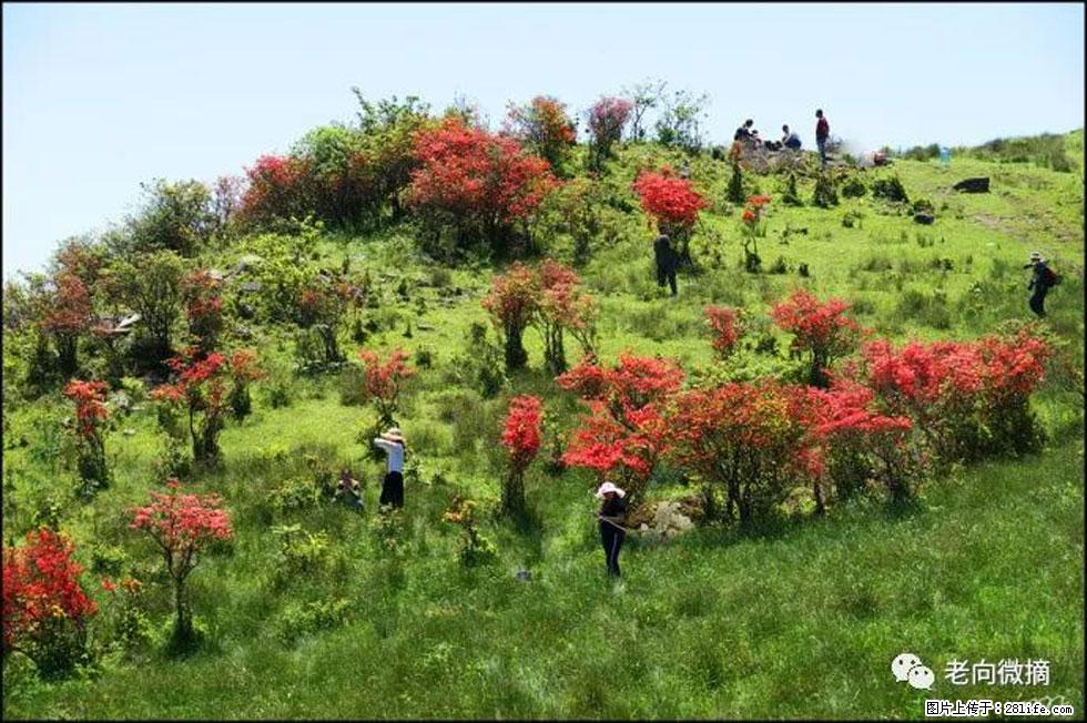 【春天，广西桂林灌阳县向您发出邀请！】宝盖山上映山红 - 游山玩水 - 孝感生活社区 - 孝感28生活网 xiaogan.28life.net
