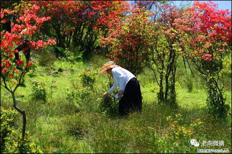 【春天，广西桂林灌阳县向您发出邀请！】宝盖山上映山红 - 游山玩水 - 孝感生活社区 - 孝感28生活网 xiaogan.28life.net