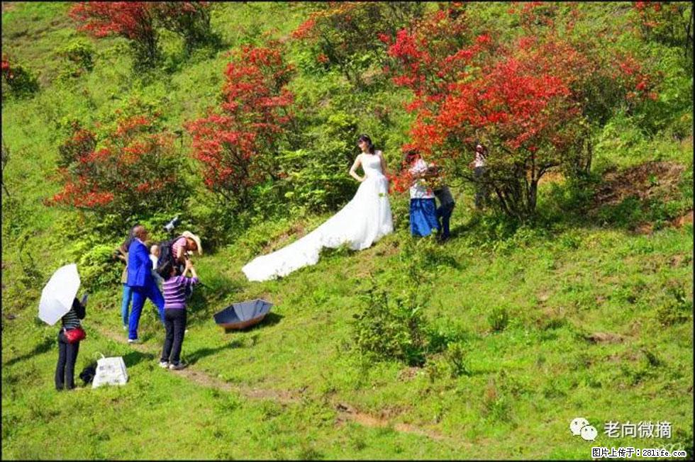 【春天，广西桂林灌阳县向您发出邀请！】宝盖山上映山红 - 游山玩水 - 孝感生活社区 - 孝感28生活网 xiaogan.28life.net
