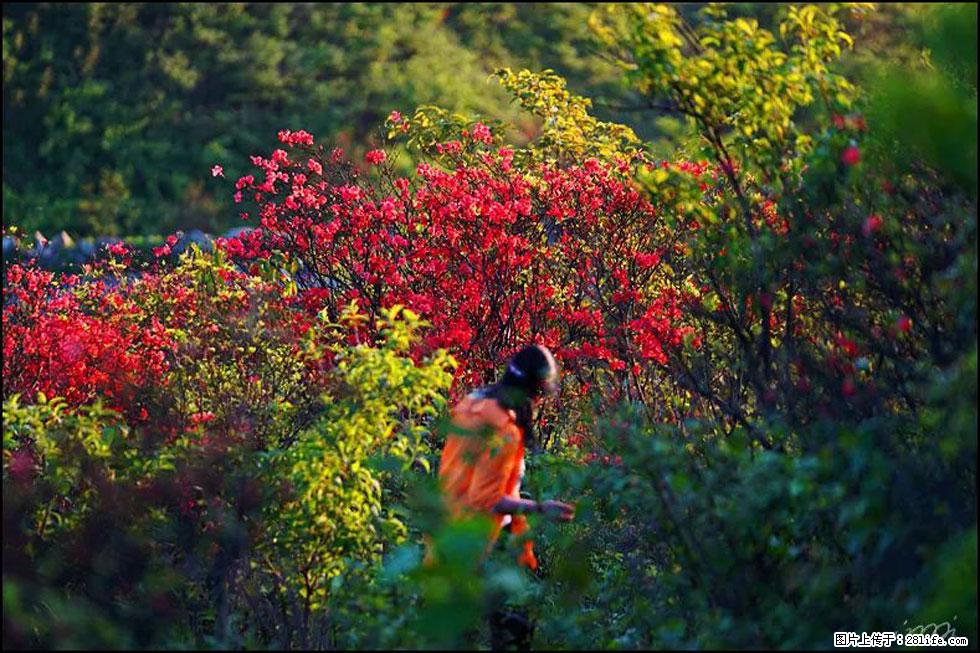 【春天，广西桂林灌阳县向您发出邀请！】春木界上映山红 - 游山玩水 - 孝感生活社区 - 孝感28生活网 xiaogan.28life.net