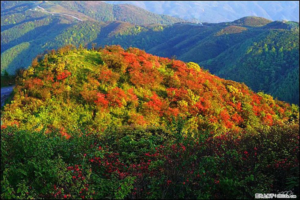 【春天，广西桂林灌阳县向您发出邀请！】春木界上映山红 - 游山玩水 - 孝感生活社区 - 孝感28生活网 xiaogan.28life.net