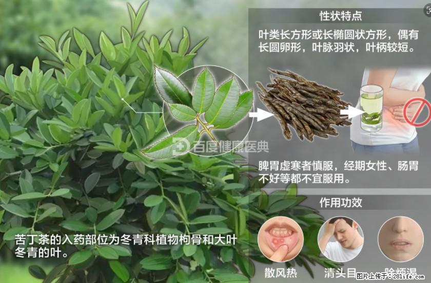 苦丁茶有哪些功效和作用 - 生活百科 - 孝感生活社区 - 孝感28生活网 xiaogan.28life.net