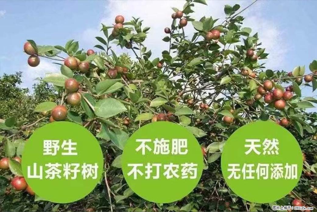 【灌阳县油茶产业示范区】一个有着充实的精神生活的人，对待身外之物自会有一种淡泊的态度 - 美食天地 - 孝感生活社区 - 孝感28生活网 xiaogan.28life.net