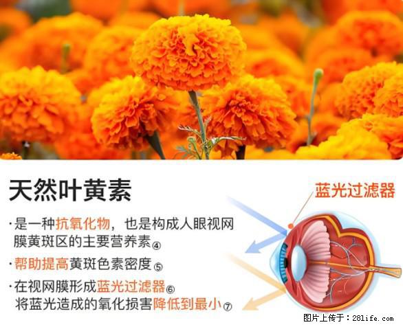 叶黄素有什么功效和作用 - 生活百科 - 孝感生活社区 - 孝感28生活网 xiaogan.28life.net