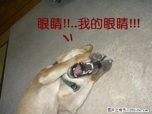 笑癫了！一女的怀孕三年未生，他终于忍不住了... - 娱乐八卦 - 孝感生活社区 - 孝感28生活网 xiaogan.28life.net
