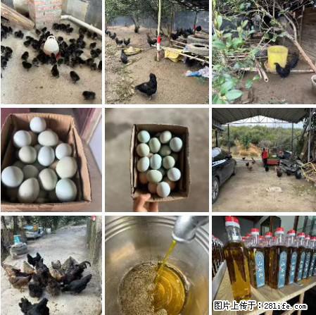 油茶园从小鸡仔开始养起的纯土鸡、土鸡蛋可以预定啦！还有前几天刚榨的纯山茶油哦 - 美食天地 - 孝感生活社区 - 孝感28生活网 xiaogan.28life.net