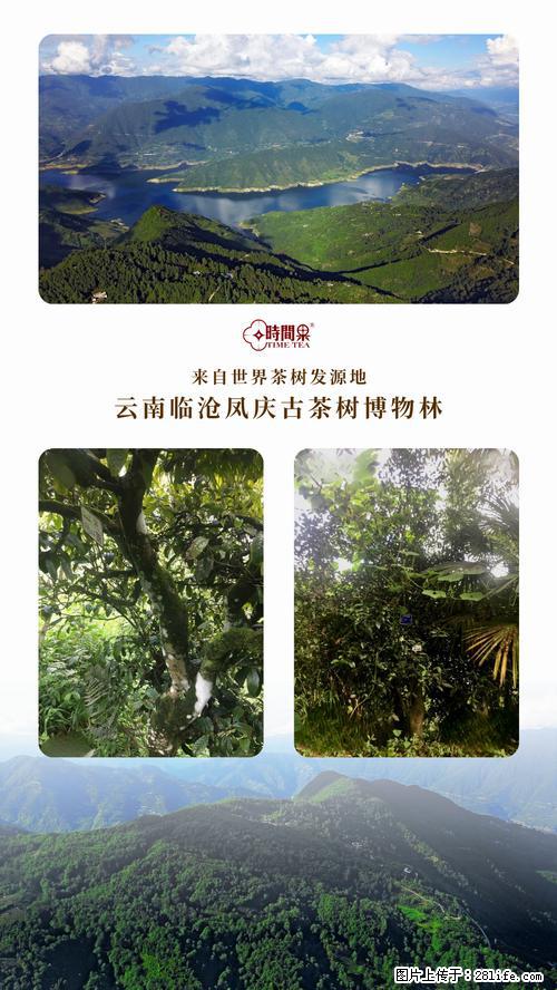 时间果百年古树2025年春红茶 - 购物交流 - 孝感生活社区 - 孝感28生活网 xiaogan.28life.net