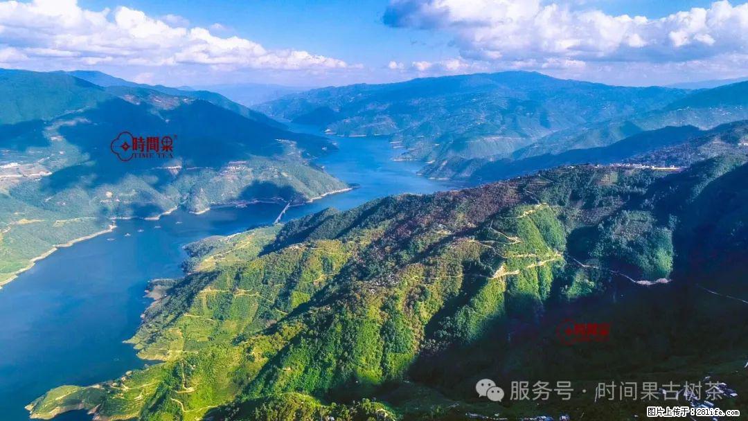 时间果百年古树龙珠普洱生茶 - 购物交流 - 孝感生活社区 - 孝感28生活网 xiaogan.28life.net