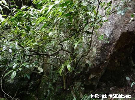 平乐石崖茶,珍贵仅次于金花茶 - 孝感生活资讯 - 孝感28生活网 xiaogan.28life.net