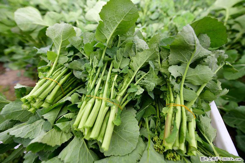 这些蔬菜是“天然钙片”，这6种被医生重点推荐 - 孝感生活资讯 - 孝感28生活网 xiaogan.28life.net